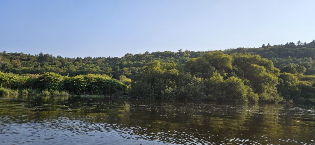 Rive droite et la forêt de Toulfouën